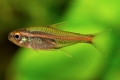 Erythrozonus ili tetra krijesnica (hemigrammus erythrozonus)