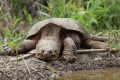 Kornjača (chelydra serpentina)