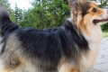 Corgi fluffy: nova rasa ili brak rase?