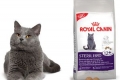 Recenzije royal canin za mačke