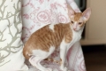 Cornish rex