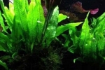 10 Vrsta cryptocoryne wendt