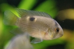 Akara maroni (cleithracara maronii)