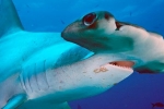 Hammerhead shark