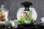 Recenzija akvarijuma tetra duo waterfall globe