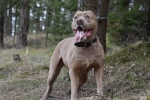 American bandog