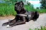 American bandog