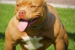 American bully - dobar temperament u tijelu sportiste