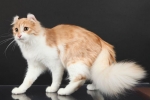 American curl