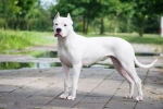 Dogo argentino: lovac na divove snjeguljice