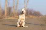 Dogo argentino