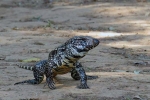 Argentine tegu