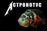 Astronotus