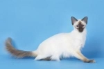 Balinese cat