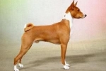 Basenji