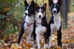 Basenji