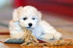 Bichon frize