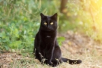 Bombay cat