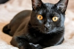 Bombay cat