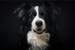 Border collie: opis pasmine