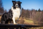 Border collie