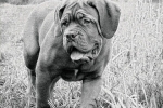 Dogue de bordeaux