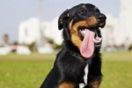 Beauceron