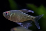 Dijamantska tetra (moenkhausia pittieri)