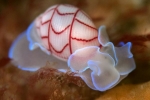 Bullina lineata gastropod