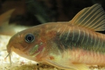 Bronzani hodnik (corydoras aeneus)