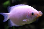 Gourami koji se ljube (helostoma temminkii)