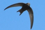 Black swift