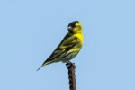 Siskin-bird - izgled, stanište, pravila za držanje kod kuće