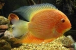 Cichlozoma severum