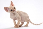 Devon rex