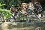 Divlja mačka-leopard ocelot - stanište, vrste, razmnožavanje, ishrana, mogućnost pripitomljavanja