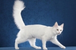 Turska angora