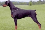 Doberman pinč