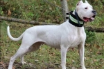 Dogo argentino