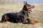 Trening dobermana: nijanse treninga