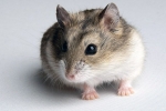 Dzungarian hamster