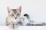 Egyptian mau