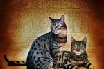 Egyptian mau