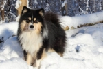 Finnish lapphund