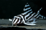 Hypancistrus zebra l046 - som sa brojevima