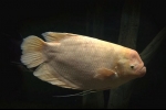 Giant gourami (osphronemus goramy)