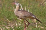 Crested karyama