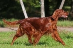 Irish setter