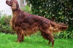 Irish setter