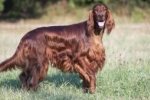 Irish setter